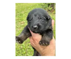 Pure German Shepherd puppies for Adoption - 7