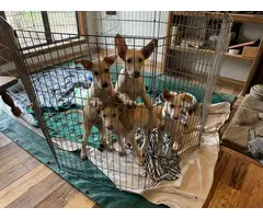 Portuguese Podengo puppies for sale