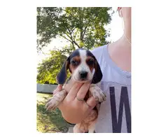 Beagle puppies 3 boys 5 girls