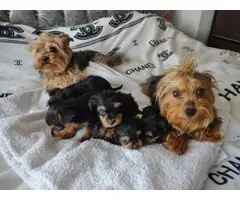 Yorkshire puppies for sale - 2