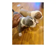 2 American Bully Puppies for Sale