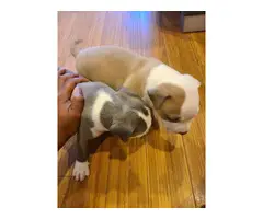 2 American Bully Puppies for Sale