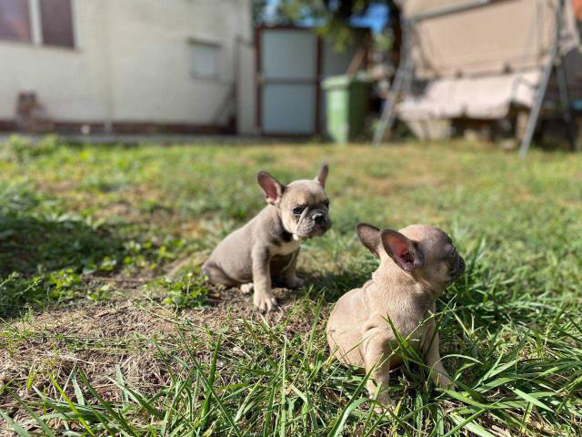 Beautiful french bulldogs for sale Chillicothe Puppies