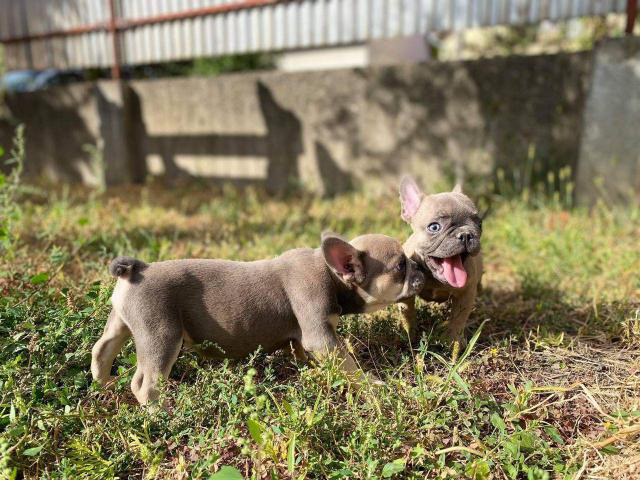 Beautiful french bulldogs for sale Chillicothe Puppies