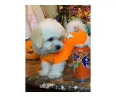 Malshi puppy for sale - 6