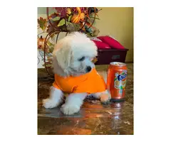 Malshi puppy for sale - 7