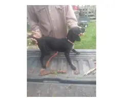 4 month old Cur puppies for sale