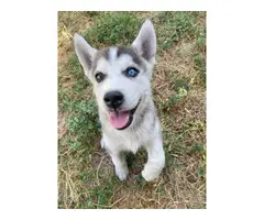 12 weeks old Pure Husky Puppy for Sale - 1