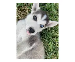 12 weeks old Pure Husky Puppy for Sale - 2