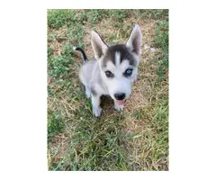 12 weeks old Pure Husky Puppy for Sale - 3