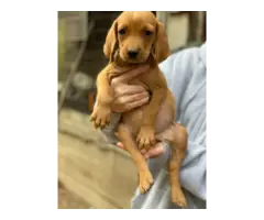 Redbone Coonhound Puppies for Sale - 8