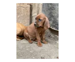 Redbone Coonhound Puppies for Sale - 9