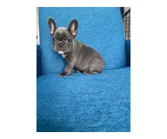 Male AKC french bulldog puppy for sale