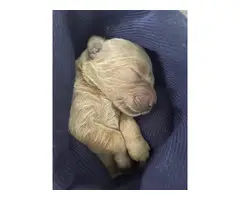 6 Goldendoodle puppies needing a new home - 3