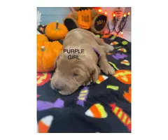 6 Goldendoodle puppies needing a new home - 5