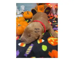 6 Goldendoodle puppies needing a new home - 8