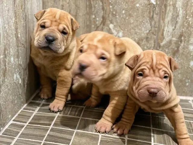 Three Akc Shar-pei pups are ready for new homes - 1/3