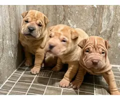 Three Akc Shar-pei pups are ready for new homes - 1