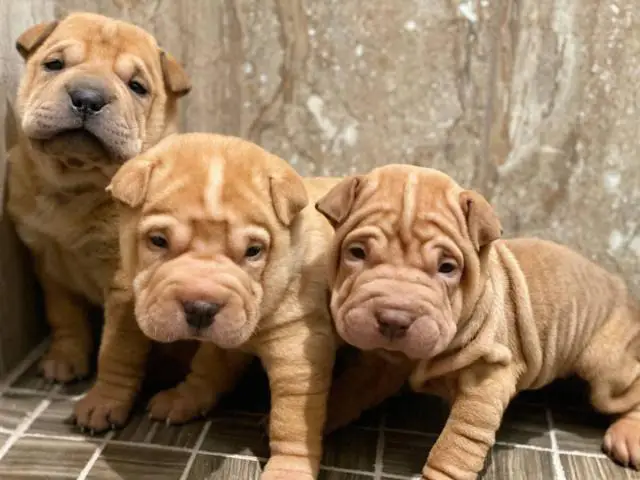Three Akc Shar-pei pups are ready for new homes - 2/3