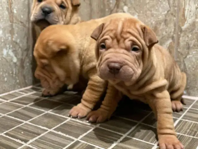 Three Akc Shar-pei pups are ready for new homes - 3/3