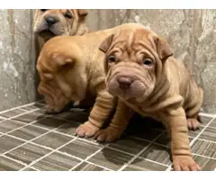 Three Akc Shar-pei pups are ready for new homes - 3