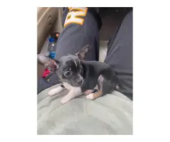 2 cute Chihuahua puppies available