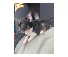 2 cute Chihuahua puppies available - 2