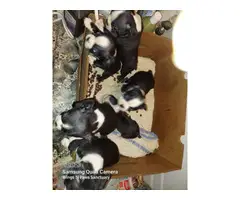 3 Black and White Boston Terrier puppies