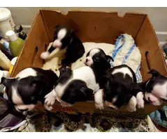 3 Black and White Boston Terrier puppies - 2