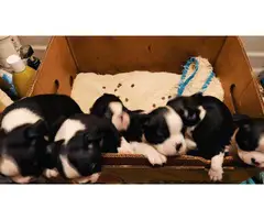 3 Black and White Boston Terrier puppies - 3