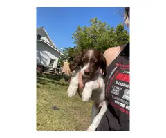3 Brittany puppies looking for good home