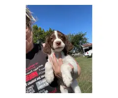 3 Brittany puppies looking for good home - 5