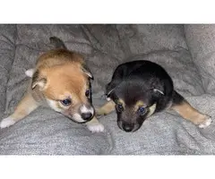 3 Shiba inu puppies for sale