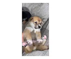 3 Shiba inu puppies for sale - 2