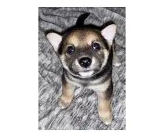 3 Shiba inu puppies for sale - 4
