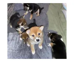 3 Shiba inu puppies for sale - 5