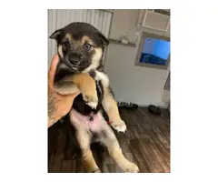 3 Shiba inu puppies for sale - 6
