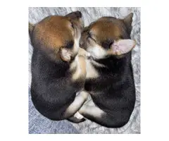 3 Shiba inu puppies for sale - 7