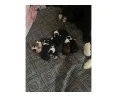 9 Australian Shepherd puppies looking for homes - 10