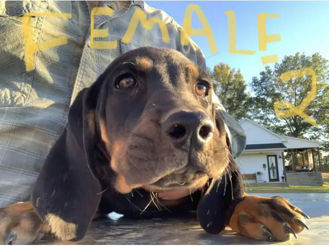 Black and Tan American Coonhound puppies for sale - 1/4