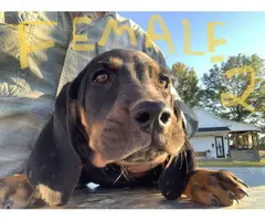 Black and Tan American Coonhound puppies for sale - 1