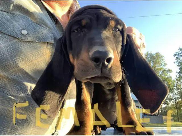 Black and Tan American Coonhound puppies for sale - 3/4