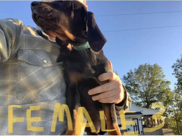 Black and Tan American Coonhound puppies for sale - 4/4