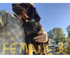 Black and Tan American Coonhound puppies for sale - 4
