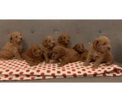 Goldendoodle puppies for sale - 1