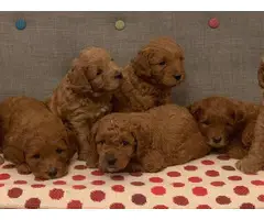 Goldendoodle puppies for sale - 2