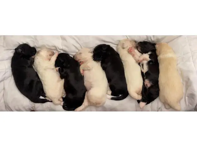 PyreDoodle Puppies - 7/9