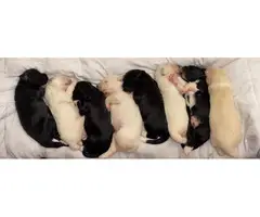 PyreDoodle Puppies - 7