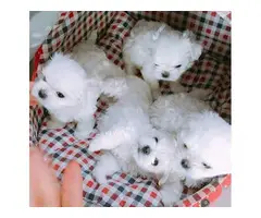 Adorable Maltese puppies for re-homing. - 4