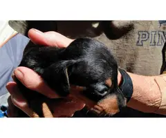 6 weeks old Miniature dachshund puppies - 2